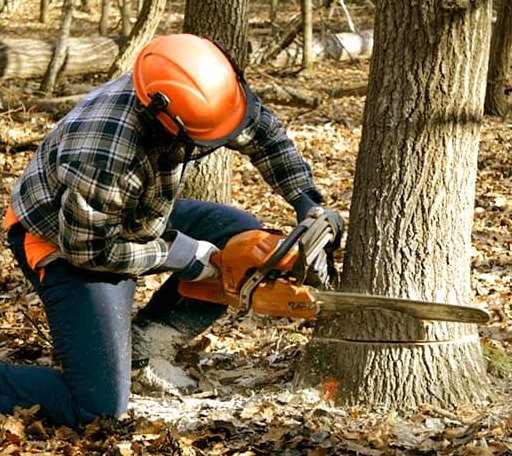Tree Removal in Smithfield, VA